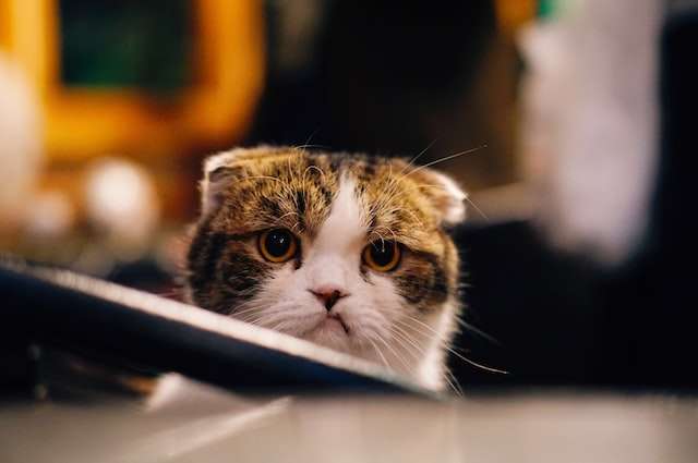An unhappy looking cat, symbolic of you being unhappy without our SD payroll bookkeeping help.