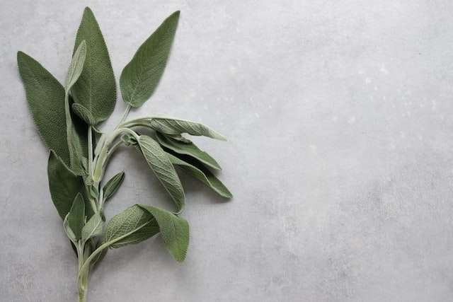 Several Sage leaves, symbolic of our Sage bookkeeping services.